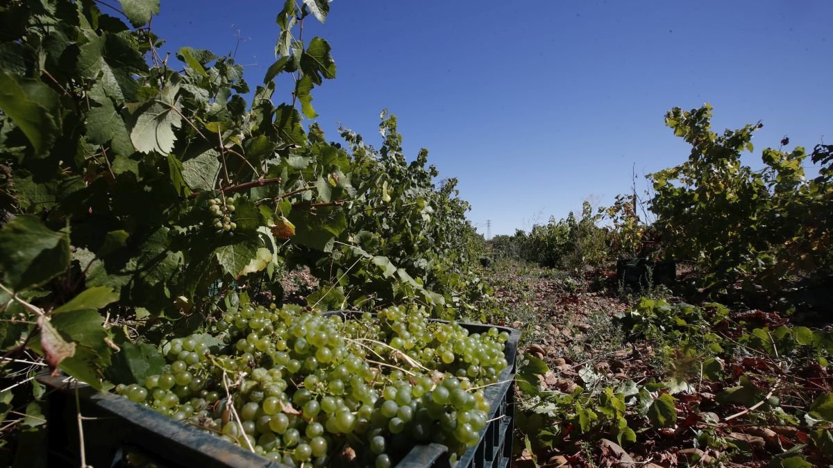 UCCL pide revisar las bodegas que paguen la uva por debajo de costes
