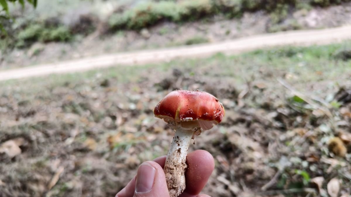 Mala campaña de setas en el Bierzo pendiente de la lluvia
