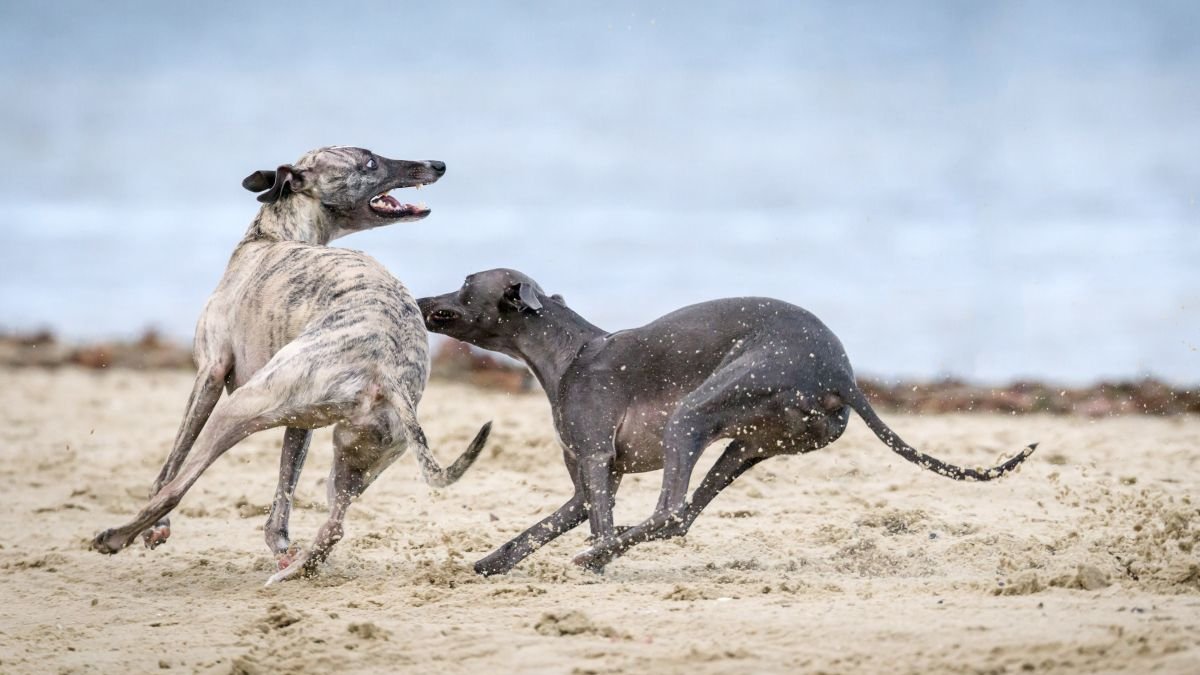 Pacma convoca una concentración en León por los perros de caza