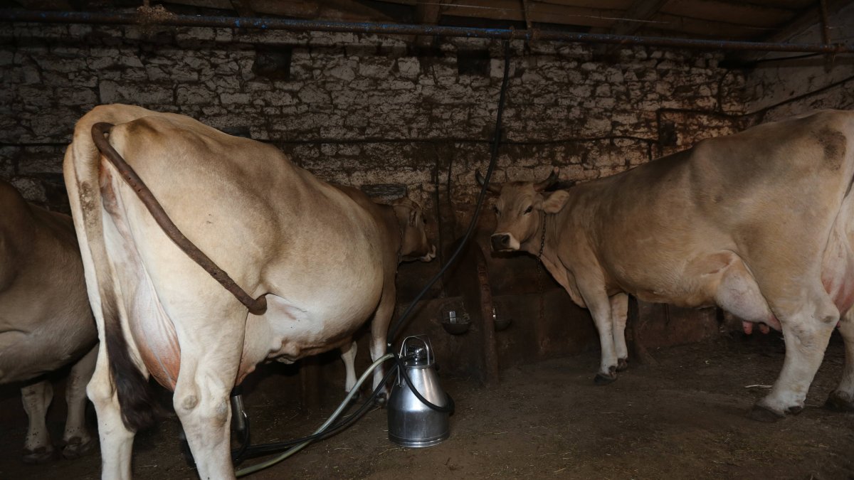 Granja de leche en la montaña leonesa, en una imagen de archivo