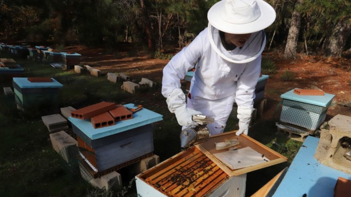 Sancedo ofrece un curso gratuito de apicultura para impulsar nuevas oportunidades laborales