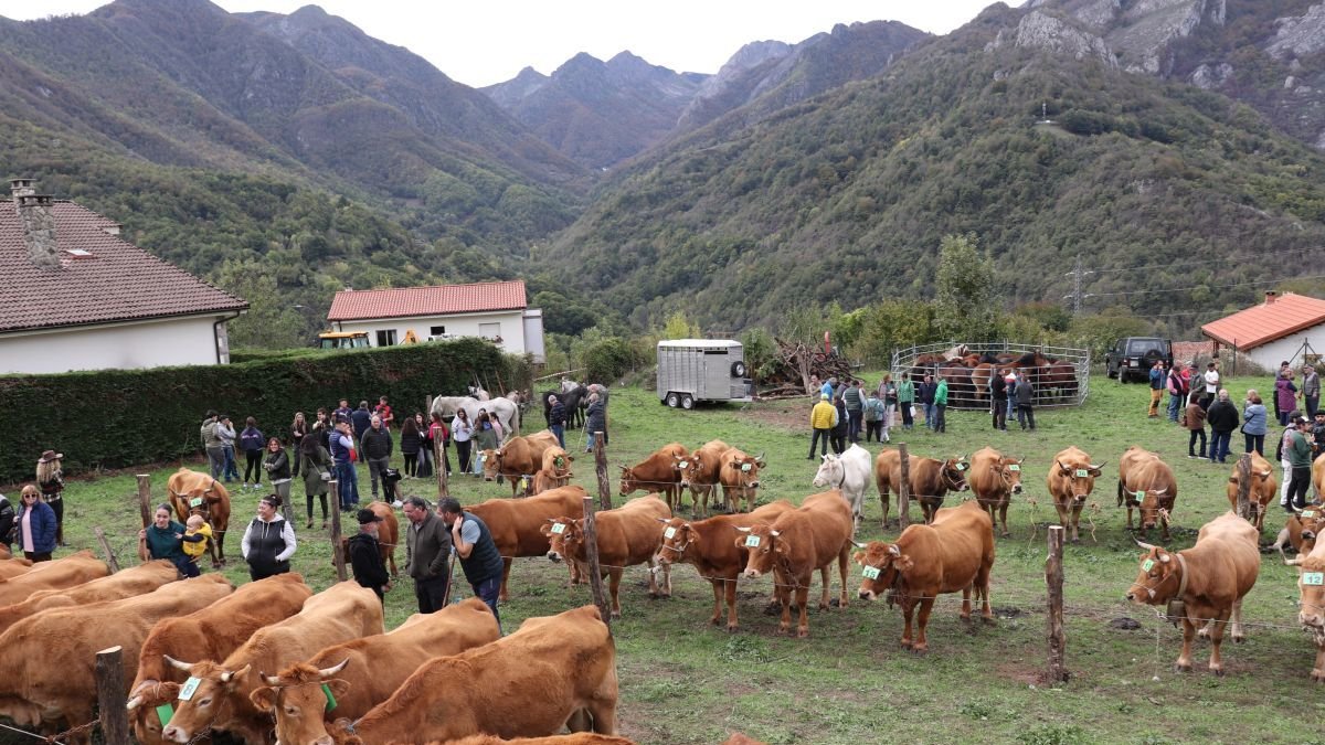 Sajambre presenta la calidad de sus reses de alta montaña