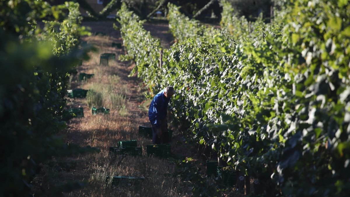 El mapa vinícola del Bierzo se reorienta al blanco empujado por unas ventas que crecen un 167%