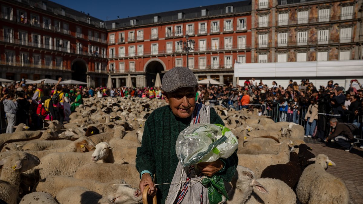 Más de 1.400 ovejas y cabras toman el centro de Madrid, en fotos
