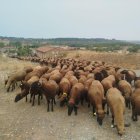 El rebaño de merinas negras de Vegalvarez atraviesa Villafeliz de la Sobarriba.