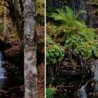Las pequeñas cascadas que atraviesan el hayedo de Busmayor añaden sonido y movimiento a uno de los paisajes más espectaculares del otoño en El Bierzo.