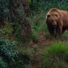 Un oso pardo en el recinto natural del Parque de Cabárceno, Cantabria, símbolo del éxito en la recuperación de la especie en España. Cabárceno celebra este año su 35º aniversario como referente en conservación y educación ambiental.