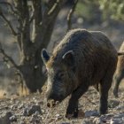 El aumento de la población de jabalíes se ha convertido en un problema.