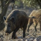 En Castilla y León se estima que hayt 250.000 ejemplares de jabalí.