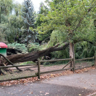 Árbol caído a causa del viento en el parque Quevedo de León. AYUNTAMIENTO DE LEÓN
