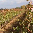 Aspecto de una de las tres parcelas que suman 50 hectáreas de viñedo en el marco de una gran dehesa de casi 400. BYV JCA