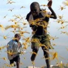Dos niños senegaleses luchan contra la plaga de langosta en Dakar