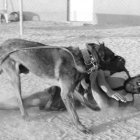 Detalle de la labor del perro ante los agresores. ESCAN