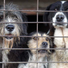 Las visitas de personas que buscan una mascota empujan a estos peludos ‘inquilinos’ a asomar su hocico por los barrotes y a solicitar la atención de todo aquel que pase.