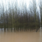 Una chopera inundada en Villafer.