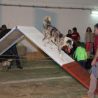 Exposición canina durante la jornada de ayer.