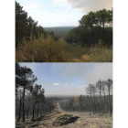 <br />Las imágenes corresponden al mismo punto del pinar de Tabuyo. La de arriba fue tomada el lunes y la siguiente, con el paisaje calcinado, un día después.