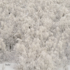 Nieve en los bosques de Pajares. EDUARDO ALONSO (DUDU)