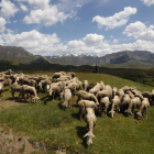 Rebaño de ovejas en Rodiezmo.