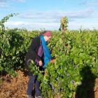 Ana Casis, supervisando el viñedo que la bodega tiene repartido en dos grandes parcelas en parajes distintos de Gordaliza del Pino. PC