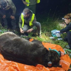 El oso desaparecido forma parte del programa de radiomarcaje de la Junta de Castilla y León en la Cordillera Cantábrica. JCYL