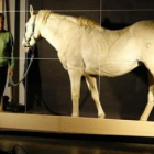 Detalle de la «performance» titulada «Re:horse», realizada hace unos días en