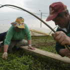 Dos agricultores manejan plantones de pimiento en un invernadero antes de la plantación.