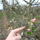 Los daños de las heladas primaverales con los frutales en plena floración son ya una constante cada
