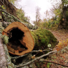 Dejar de aprovechar los recursos forestales supondrá pérdidas de 22.203 euros al año.