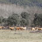Un rebaño de vacas en un paraje leonés. DL