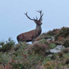 Especies como el ciervo carecen de ningún tipo de protección en la directiva europea. DL