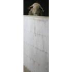Una oveja de raza assaf en una explotación ganadera de la provincia