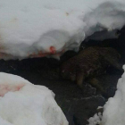 La nieve se ha teñido de rojo en el municipio de Boca de Huérgano, debido a la decapitación de los ciervos que han muerto por falta de alimento.