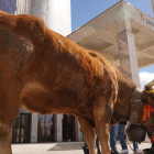 La vaca de Baldomero López frente a la delegación de la Junta de Castilla y León. J. NOTARIO