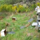 Los animales accedieron al cortín ubicado en el paraje de Las tres llamas. Al fondo puede verse la cercanía de las viviendas.