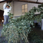 Un operario engancha la planta a la peladora para separar las flores de las hojas y los tallos. RAMIRO