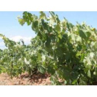 Los viñedos de la comarca están sanitariamente perfectos.