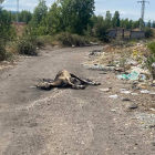 El burro muerto en mitad del camino reposa junto a un lugar ilegal de vertidos. DL