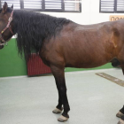 Un caballo en el Hospital Veterinario de León. RAMIRO
