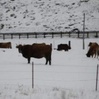 El ganado pasó el día entre la nieve en Cabrillanes.