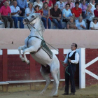 El caballo hace un ejercicio con riendas largas con el jinete a pie.