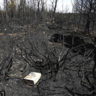 El incendio arrasó el bosque en Santovenia del Monte y tardó casi 12 horas en ser sofocado.