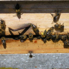 Las abejas son una pieza clave para el ecosistema por la polinización, que resulta fundamental para muchos cultivos.
