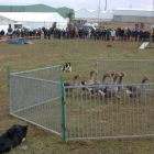 La exhibición de perros pastores se celebrará el sábado.
