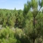 Las nuevas ayudas para forestación o para desbroce de pastos ya han desaparecido del Bocyl