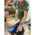 El osezno recibe los primeros tratamientos veterinarios. DL
