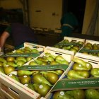 Pera conferencia almacenada en una cooperativa frutícola del Bierzo.