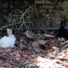 Los conejos supervivientes; arriba, los vecinos.