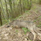 El lobo apareció muerto hace más de una semana en una senda entre Tejeira y Villar de Acero. DL