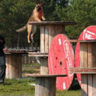 El castillo de alturas es una de las pistas de trabajo para entrenar a nueve perros de la UME